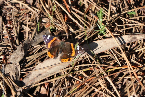 Tableau sur toile butterfly basking in the woods