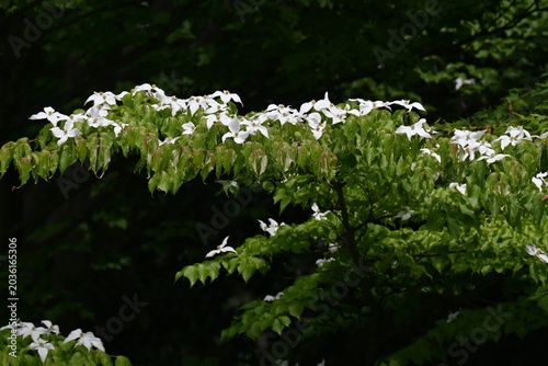 Canvas Print Japanese flowering dogwood flowers