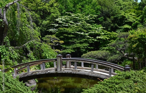 Fotografi Japanese flowering dogwood flowers