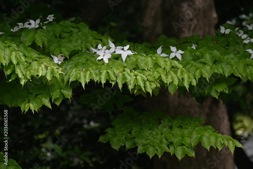 Quadro em tela Japanese flowering dogwood flowers