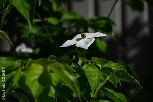 Fotografia Japanese flowering dogwood flowers