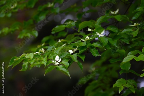 Vászonkép Japanese flowering dogwood flowers