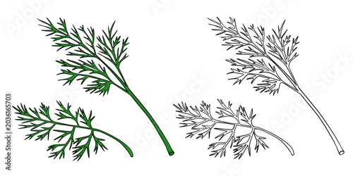 Hand-drawn illustration dill in color and black white outline. Dill leaves, stems, and natural organic textures. Fresh green tones, outline kids coloring pages and educational activities