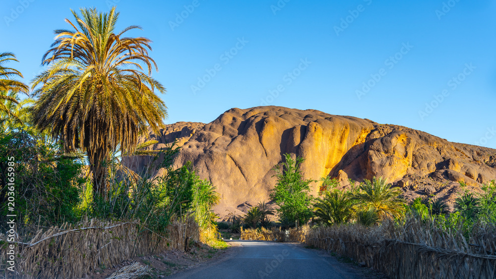 Obraz premium Fint Oasis is near Ouarzazate, Morocco. Tall palm trees line the road leading to the rocky mountains in the background. It shows a clear sky on a sunny day.