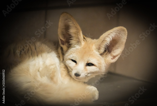 Konstfotografi Portrait of a resting fennec fox. Animal close-up. Vulpes zerda.