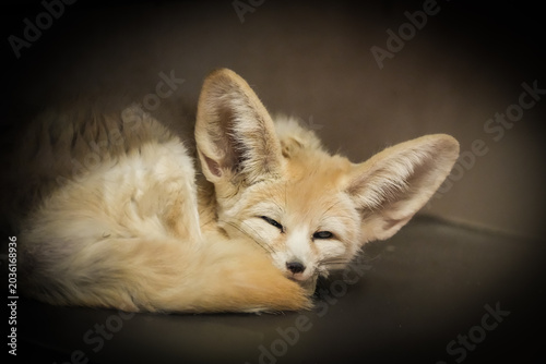Schilderij op canvas Portrait of a resting fennec fox. Animal close-up. Vulpes zerda.