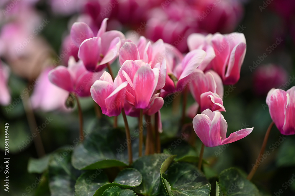 Obraz premium Pink flower 