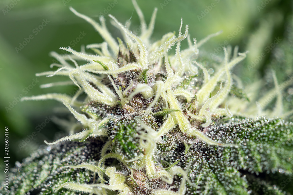 Fototapeta premium Cannabis_Flower