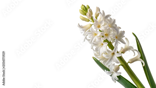 Tableau sur toile Delicate blooming white hyacinth flower branch stalk isolated on transparent bac