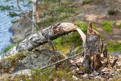 Quadro su tela Trunks of trees on the shore of the lake gnawed and felled by a beaver