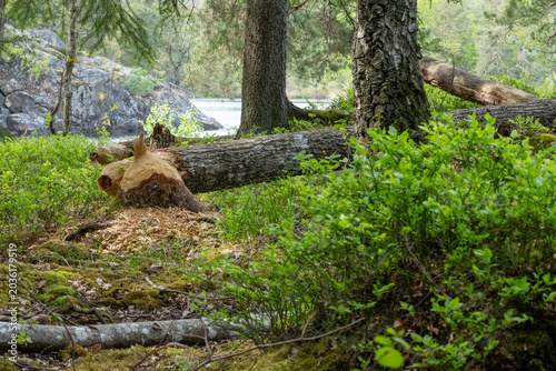 Obraz na plátně Trunks of trees on the shore of the lake gnawed and felled by a beaver
