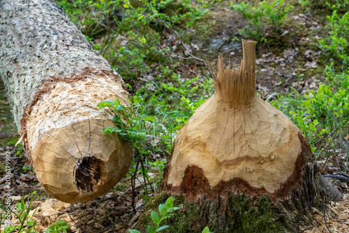 Slika na platnu Trunks of trees on the shore of the lake gnawed and felled by a beaver