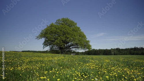 Yellow dandelions in a field of green grass. A large old oak tree in a field in spring