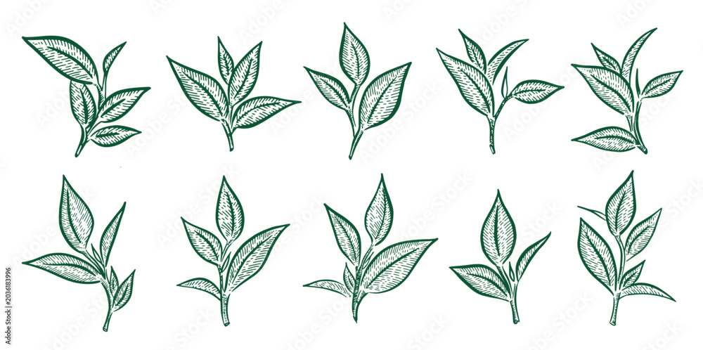 Fototapeta premium Green tea leaves, Hand drawn