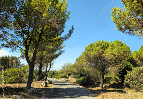 Fotografia Route de la Revere winding through Provence pines, Provence-Alpes-Cote d'Azur France, Europe