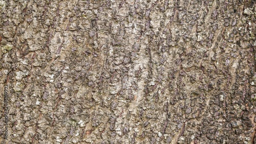 Tableau sur toile Tree bark texture with rough natural organic surface pattern