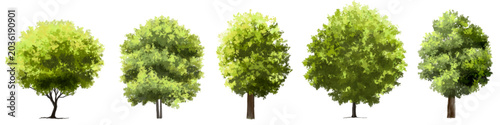 Vector watercolor of tree side view isolated on white background for landscape and architecture drawing, elements for environment and garden, painting botanical for section