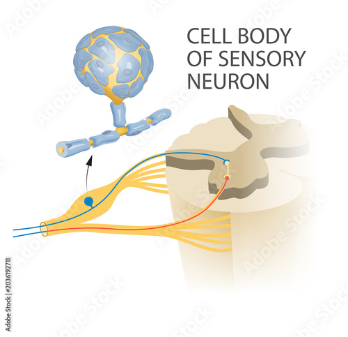 Cell body of sensory neuron