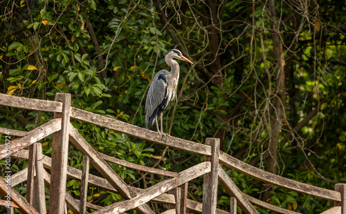 Grey Heron perched on wooden fence in English woodland - Adult grey heron standing on a rustic wooden fence in a shaded woodland setting in England, UK. Wildlife and nature photography
