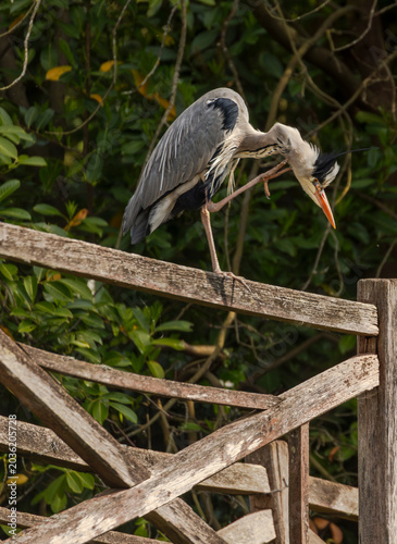 Grey Heron perched on wooden fence in English woodland - Adult grey heron standing on a rustic wooden fence in a shaded woodland setting in England, UK. Wildlife and nature photography