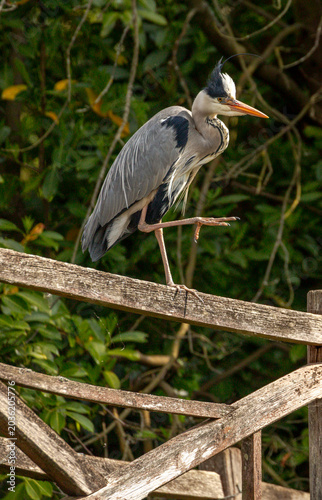 Grey Heron perched on wooden fence in English woodland - Adult grey heron standing on a rustic wooden fence in a shaded woodland setting in England, UK. Wildlife and nature photography