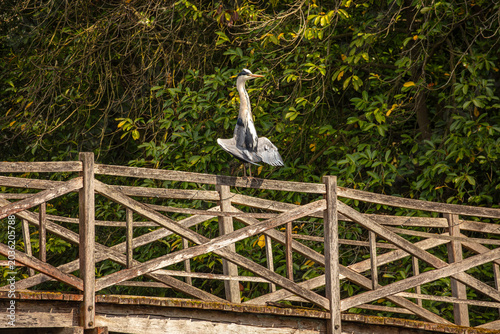 Grey Heron perched on wooden fence in English woodland - Adult grey heron standing on a rustic wooden fence in a shaded woodland setting in England, UK. Wildlife and nature photography