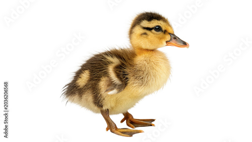 Obraz na plátně Cute small fluffy yellow duckling baby bird standing profile isolated on transpa