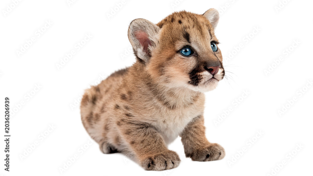 Αυτοκόλλητο Cute small fluffy cougar puma cub baby wild cat sitting isolated on transparent