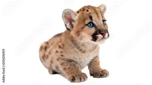 Canvas Print Cute small fluffy cougar puma cub baby wild cat sitting isolated on transparent