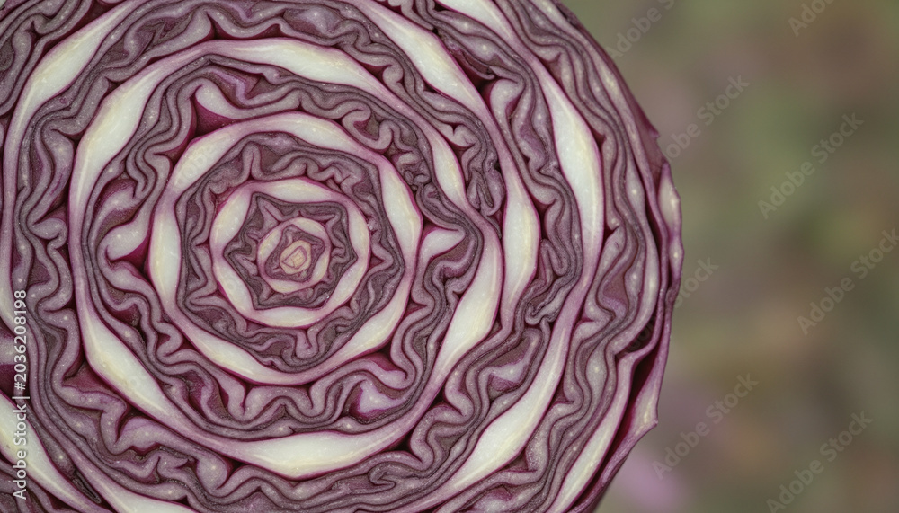 Obraz premium Red cabbage cross section macro with intricate purple and white labyrinth pattern