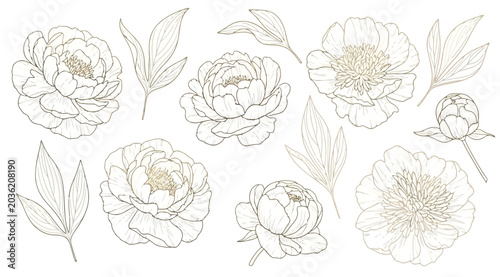 Valokuva Set of hand drawn peony flowers and leaves