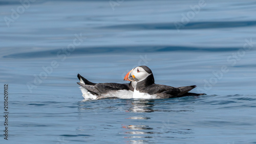Foto Atlantic Puffin Floating on Calm Sea