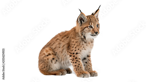 Photography Beautiful wild European lynx cub baby wild cat sitting isolated on transparent b