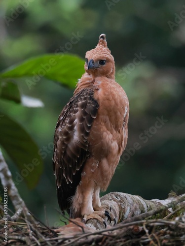 bird pose with very cool gallant