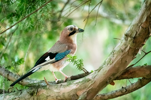 Schilderij op canvas The Eurasian jay