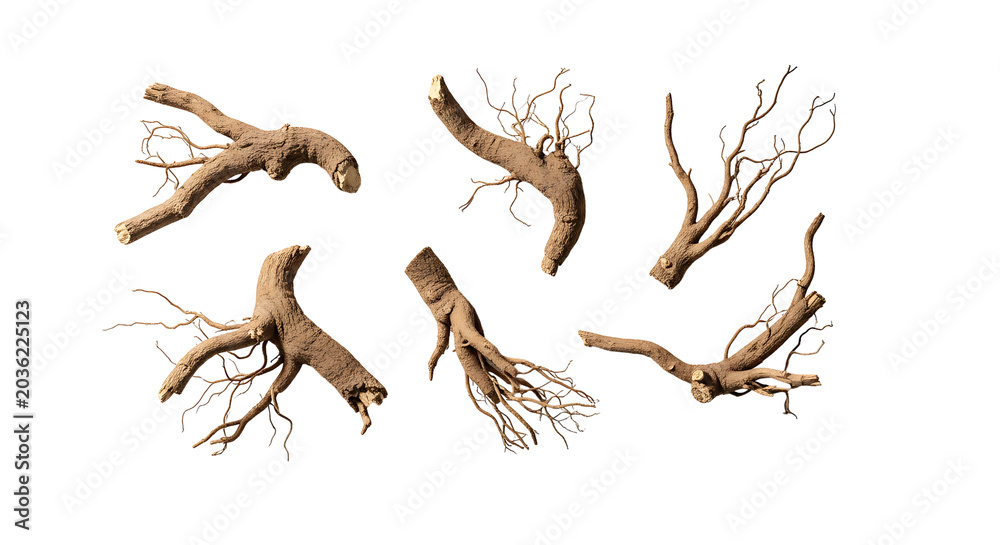 Fototapeta premium A collection of six dried, gnarled plant roots with intricate branching structures, isolated on a white background.