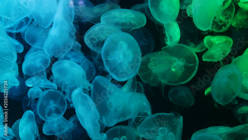 Glowing Blue and Green Moon Jellyfish Swimming in a Dark Aquarium Display