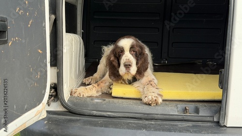 Cuadro en lienzo Exhausted English Springer Spaniel staring at the camera while resting on a yellow mat inside a cargo van