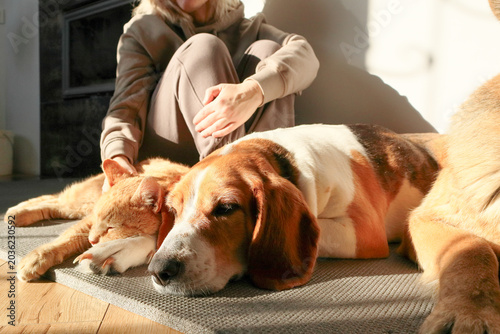 A heartwarming macro shot of a red tabby cat and a tricolor beagle resting their heads together. A person's hand gently pets the cat, highlighting a moment of domestic harmony.