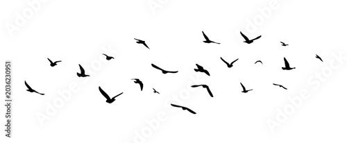 Foto Flying birds silhouette flock
