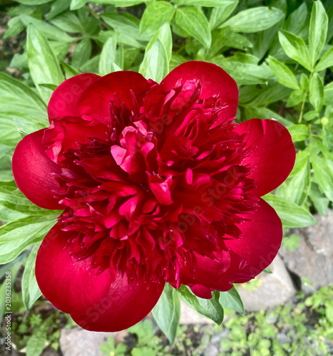 Obraz na płótnie This flower is a herbaceous peony of the Red Charm variety.