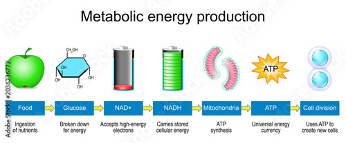 Quadro su tela Mitochondria convert nutrients into cellular energy through NAD and NADH cycle