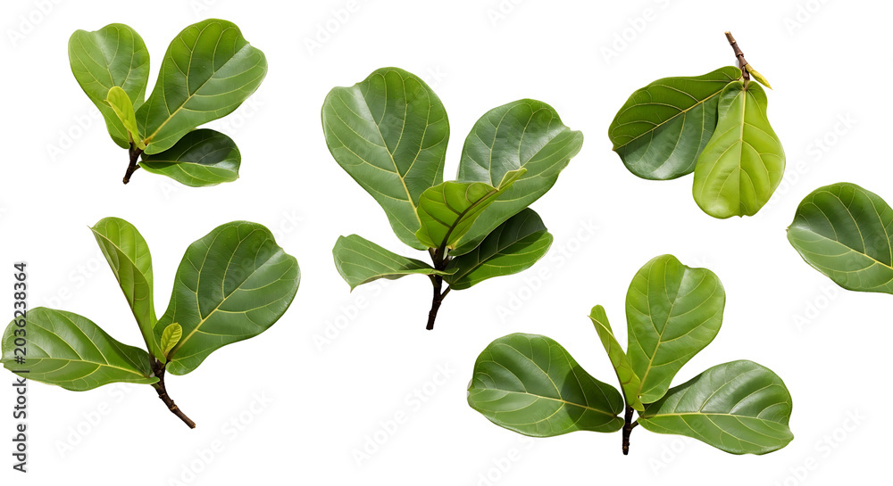 Fototapeta premium Isolated fiddle-leaf fig leaves and small branches with vibrant green foliage, arranged as individual design elements on a clean transparent background.