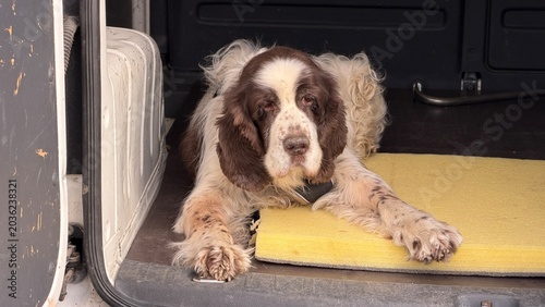 Canvastavla Brown and white English Springer Spaniel lying on a yellow foam pad inside a white van cargo area