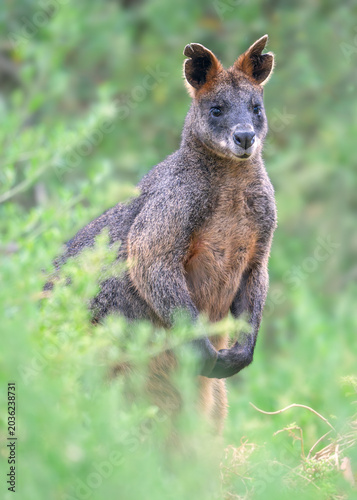 Close-up of a wild swamp wallaby (Wallabia bicolor) standing amongst lush green vegetation, Australia