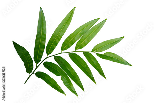 Tropical fern leaf isolated on white background, Green foliage pattern for design element.