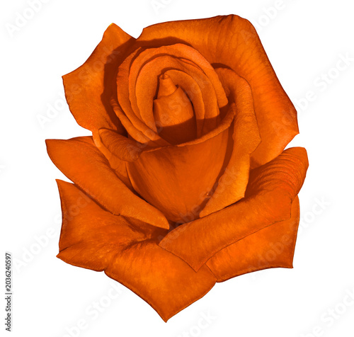 Rose  flower  on  isolated background with clipping path.  Closeup. For design. Studio shot.  Transparent background	