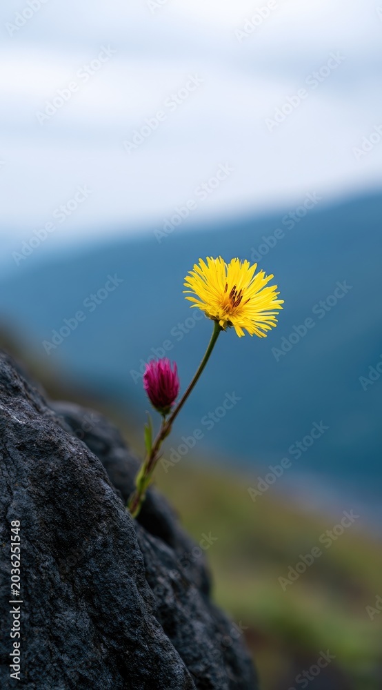 Obraz premium A yellow bloom and pink bud emerge from rocky terrain with blurred blue hills