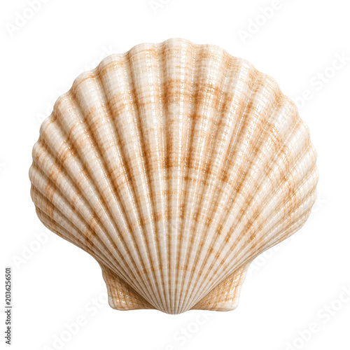 seashell isolated on transparent background