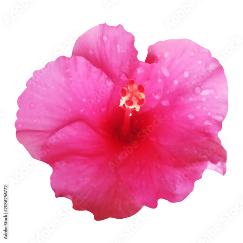 Pink Hibiscus Flower With Water Drops Stock Photo